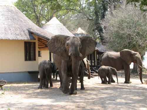 Nsefu Camp - South Luangwa Zambia