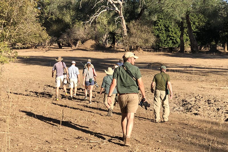 Goliath Safari Camp - Mana Pools Zimbabwe