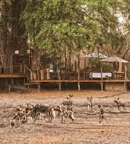 Kanga Camp - Mana Pools Zimbabwe