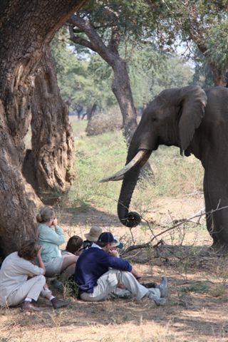 Vundu Camp - Mana Pools Zimbabwe