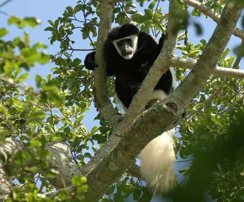 Wami River Saadani NP Saadani safari Tanzania
