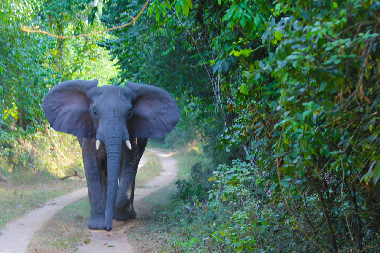 Wami River Saadani NP Saadani safari Tanzania