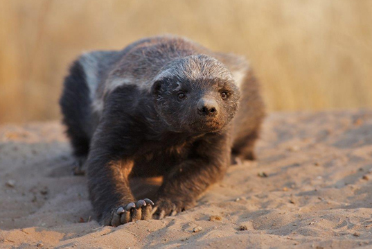 Kalahari Safari Botswana