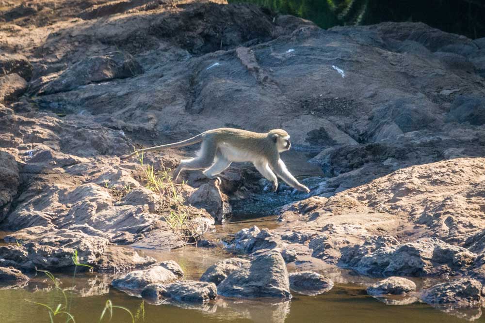 Nkhotakota Game Reserve Malawi