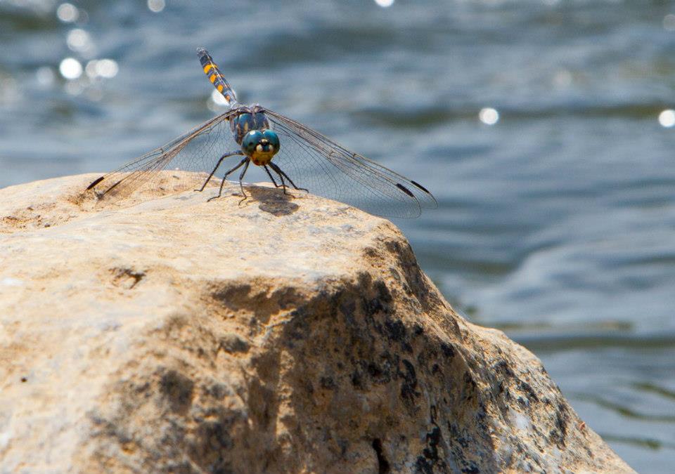Nkhotakota Game Reserve Malawi