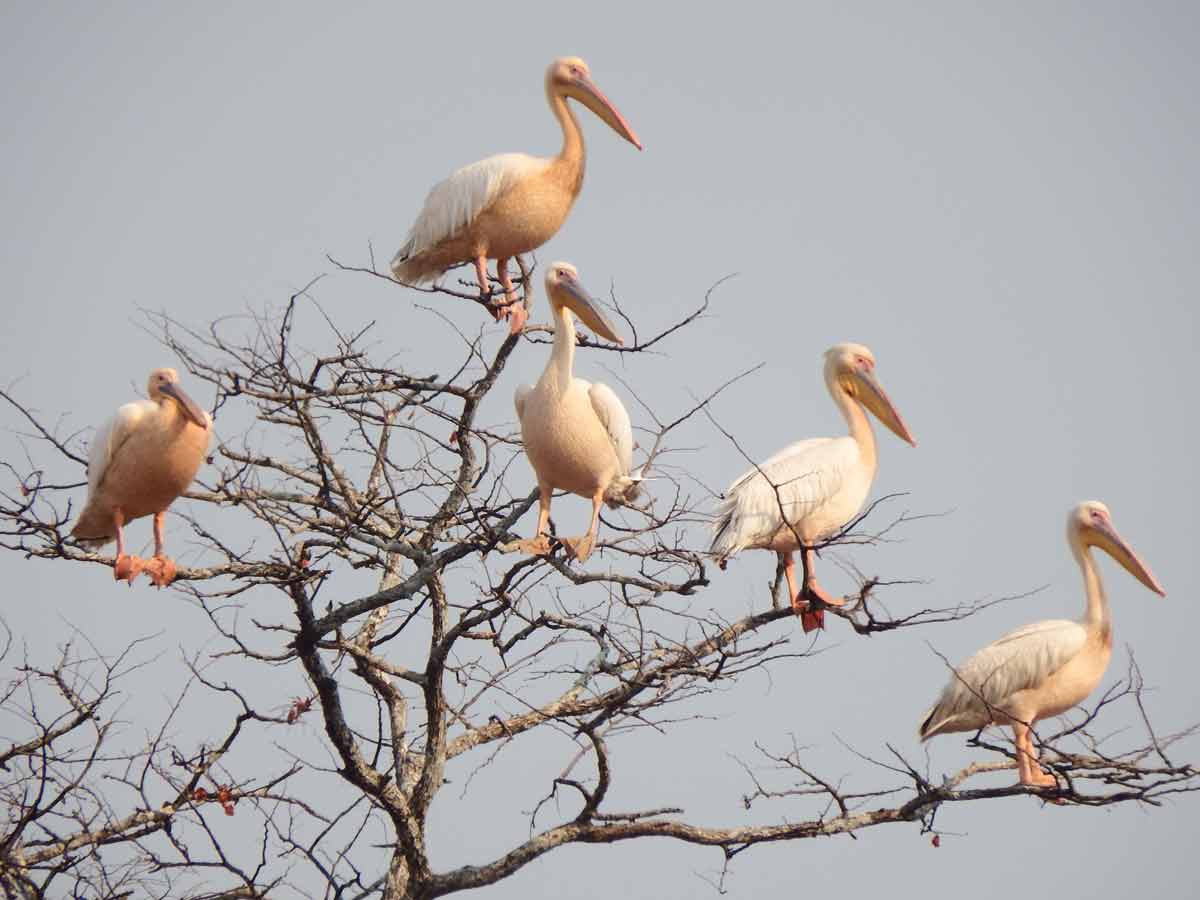 Lake Itezhi-Tezhi Kafue National Park Zambia