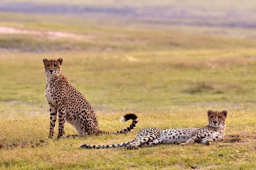 Nanzhila Plains Zambia Kafue National Park Zambia