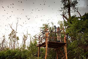Kasanka  National Park Zambia