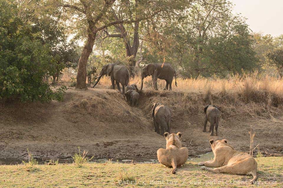 South Luangwa National Park Zambia