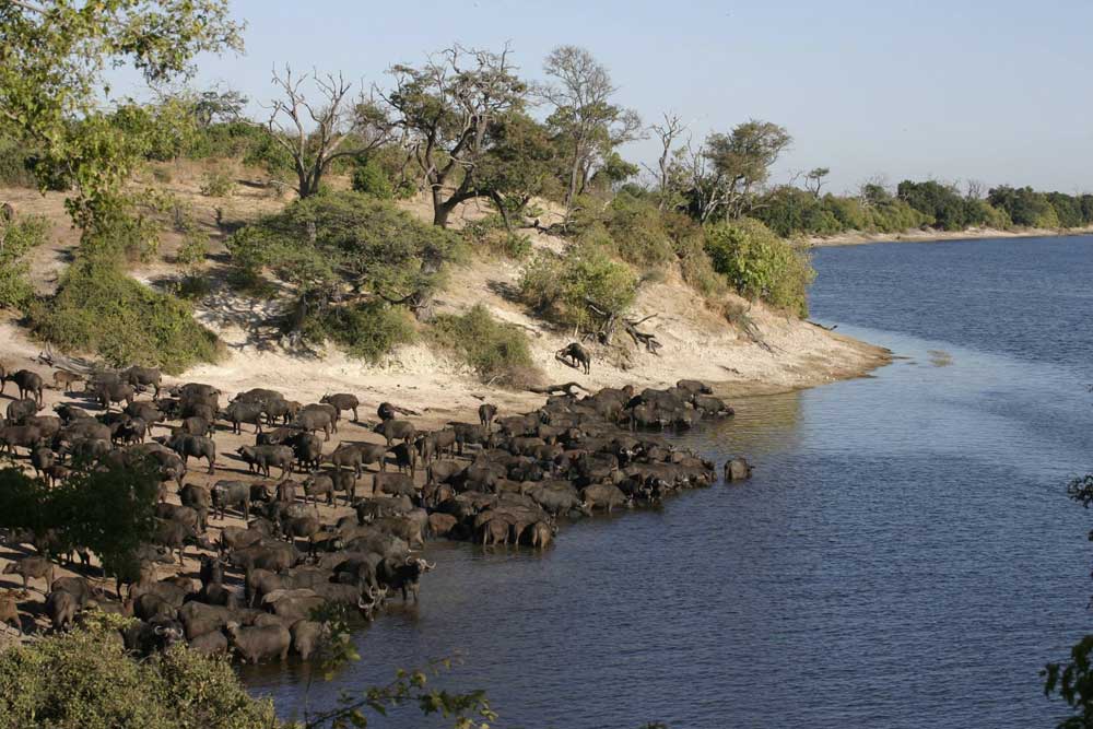 Chobe National Park Chobe National Park Botswana