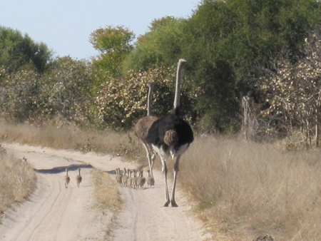 Chobe National Park Chobe National Park Botswana