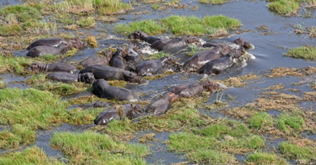 Linyanti Game Reserve Linyanti en Savuti regio in Chobe NP