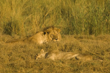Linyanti Game Reserve Linyanti en Savuti regio in Chobe NP