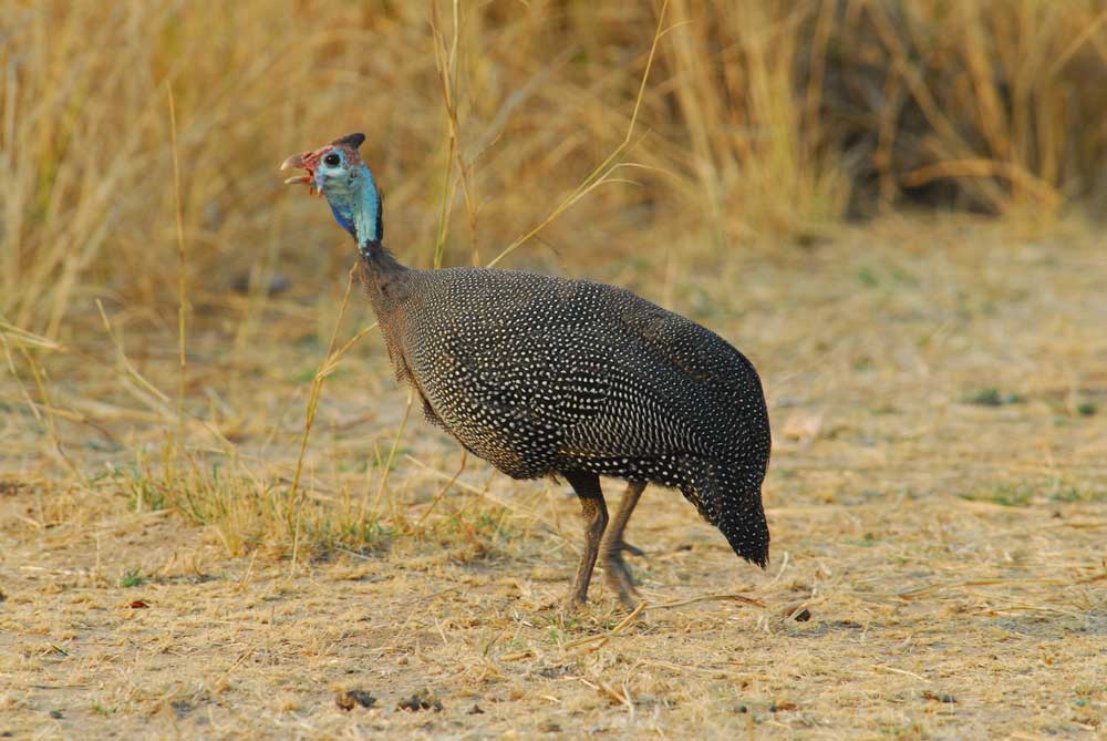 Majete Lengwe Safari Malawi