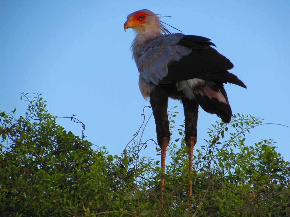 Zimbabwe Matusadona National Park Matusadona National Park Zimbabwe