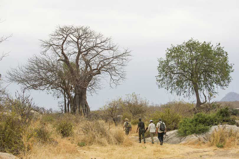 Ruaha safari Tanzania