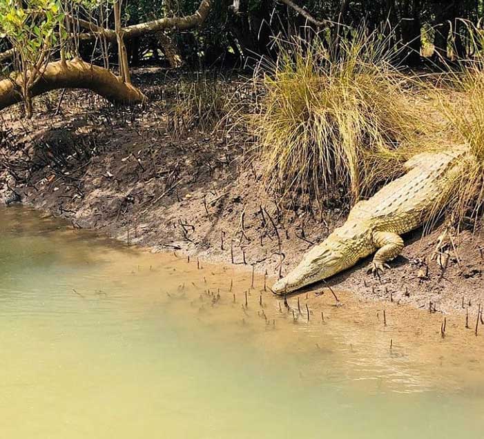 Wami River Saadani Saadani safari Tanzania