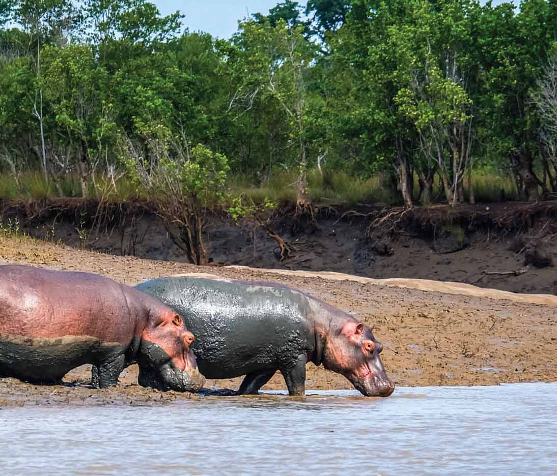 Wami River Saadani NP Saadani safari Tanzania