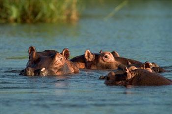 Zimbabwe Lake Kariba Zimbabwe Lake Kariba